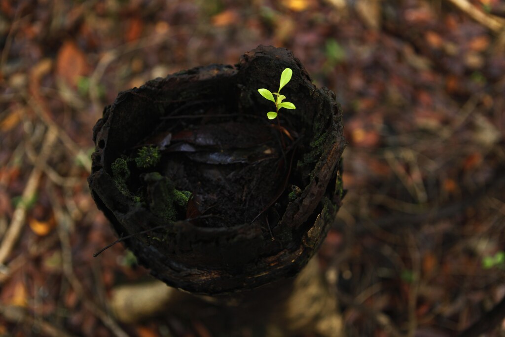 Venture capital or VC funding can help a greener economy take root