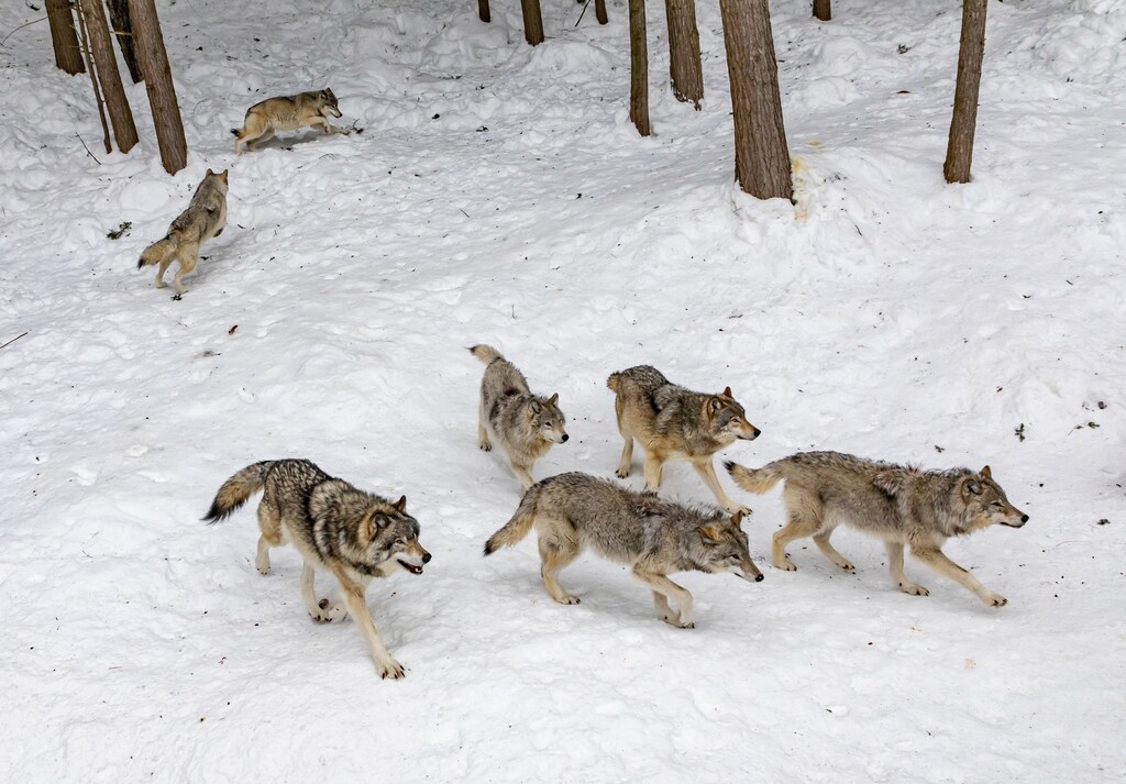 A pack of grey wolves in the snow.