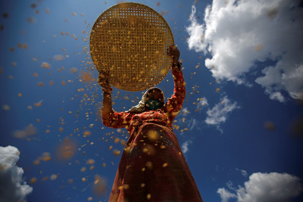 A farmer harvests rice on a field in Lalitpur, Nepal October 26, 2016. REUTERS/Navesh Chitrakar TPX IMAGES OF THE DAY - D1BEUJDWLRAA