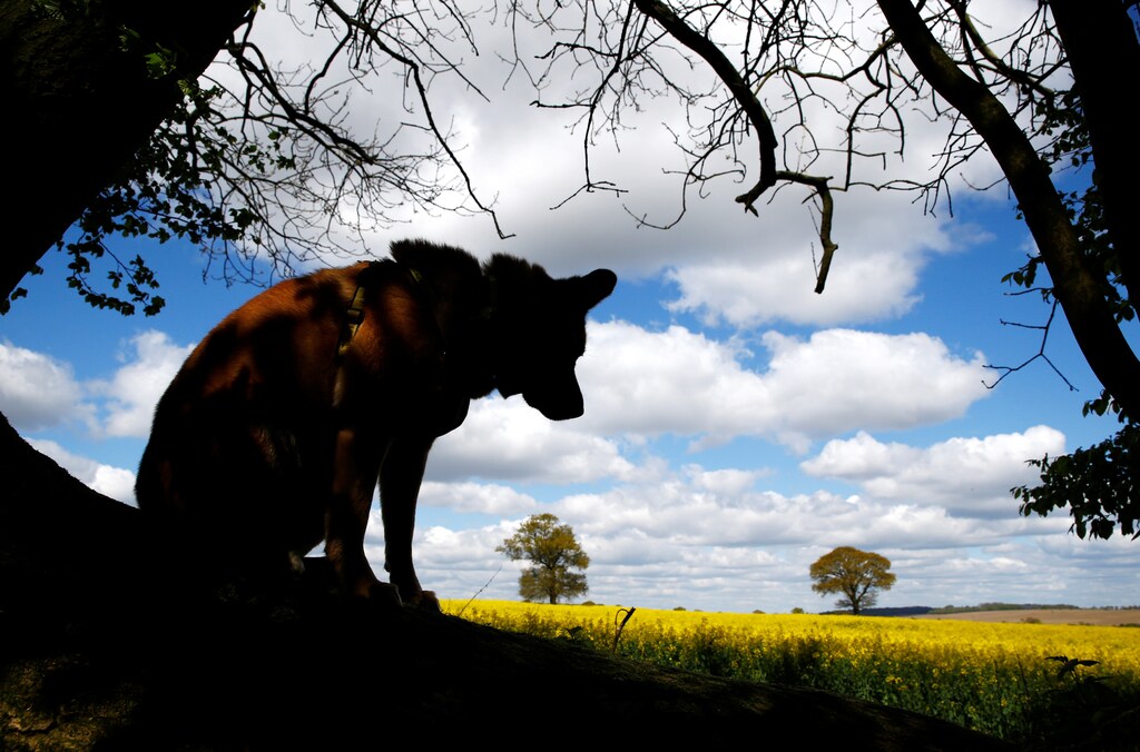 A dog sits in the shade of a tree in front of a rape seed field near Harpenden, Britain, April 25, 2017. REUTERS/Peter Cziborra - RC1AE00C7050