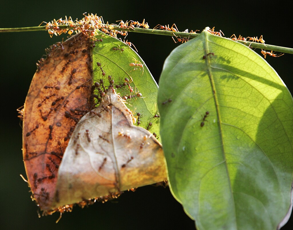 A colony of weaver ants build their nest from leaves in Kuala Lumpur January 31, 2009. Weaver ants get their name from their habit of binding fresh leaves with silk to form their nests. Their lifecycle spans a period of 8 to 10 weeks. REUTERS/Zainal Abd Halim (MALAYSIA) - GM1E51V0XHH01
