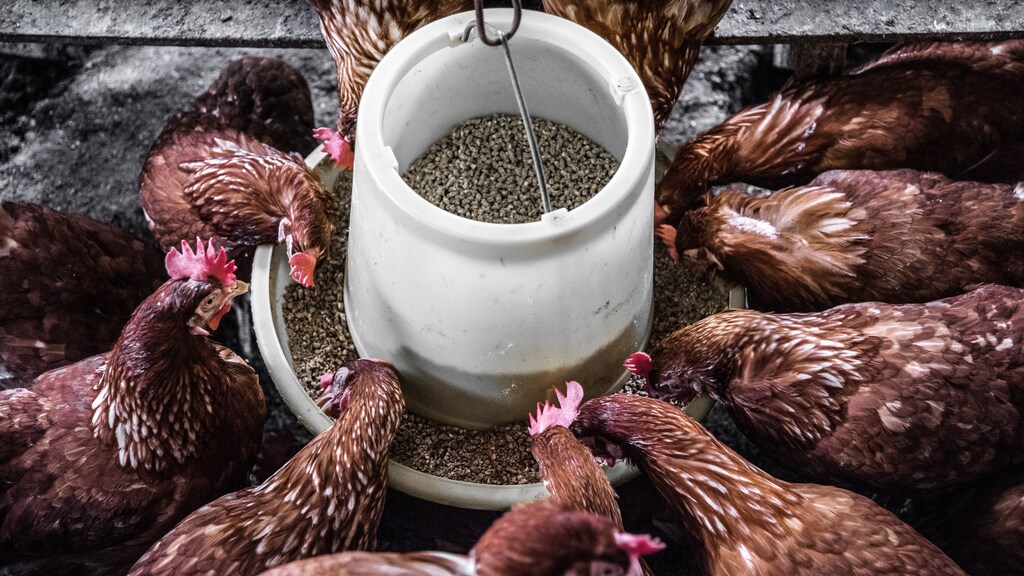 Strengthening the poultry supply chain in Nigeria could protect more than 25 million jobs.