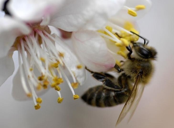 A bee pollinates the blossom of an apricot tree during an unusually warm winter day in the Macedonian capital Skopje March 2, 2007. REUTERS/Ognen Teofilovski (MACEDONIA)