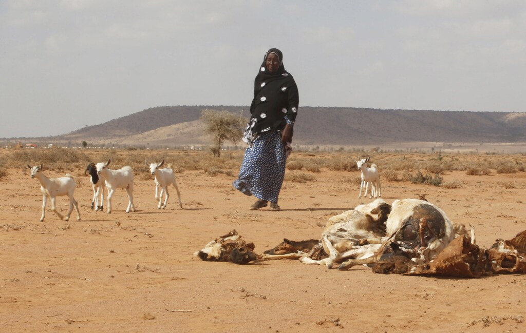 A woman herds her goats and sheep past the carcasses of animals that died due to the El Nino-related drought in Marodijeex town of southern Hargeysa, in northern Somalia's semi-autonomous Somaliland region, April 7, 2016.