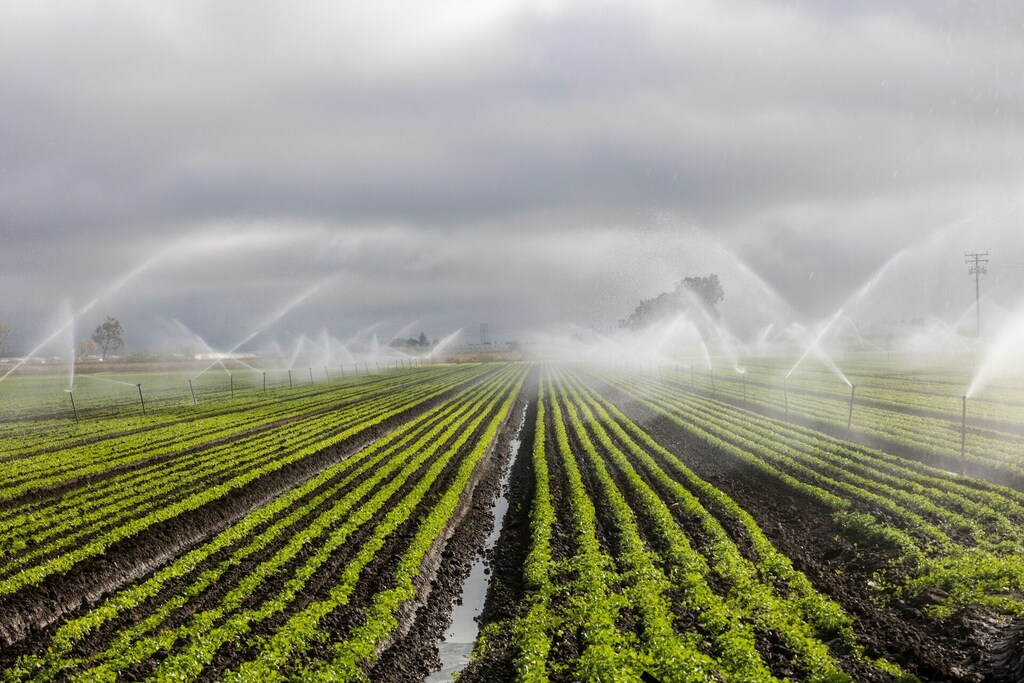 Food crop being irrigated in Mexico, Latin America.