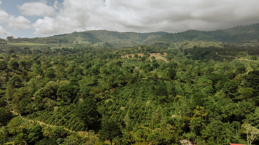 Agricultura regenerativa en la finca Aquiares, la mayor finca cafetera con certificación de Rainforest Alliance de Costa Rica: La agricultura regenerativa puede ayudar a revertir el daño causado por la agricultura intensiva.
