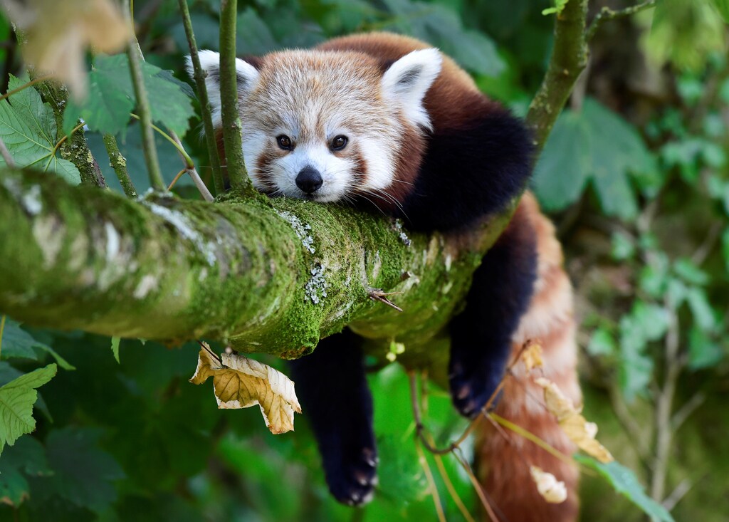 A one year old Red Panda sits in the trees having only recently arrived to a brand new enclosure at the Manor Wildlife Park, St Florence, near Tenby in Wales, July 18, 2018. The Red Panda has been classified as endangered by the IUCN, because its wild population is estimated at less than 10,000 mature individuals and continues to decline due to habitat loss and fragmentation, poaching, and inbreeding depression, although red pandas are protected by national laws in their range countries. REUTERS/Rebecca Naden - RC1D73A20520