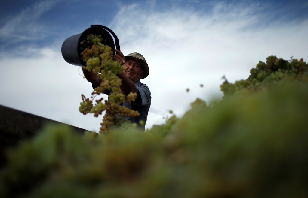 A worker loads a trailer with grapes for wine during harvest in the village of Lomistsikhe, in Kakheti region, Georgia.