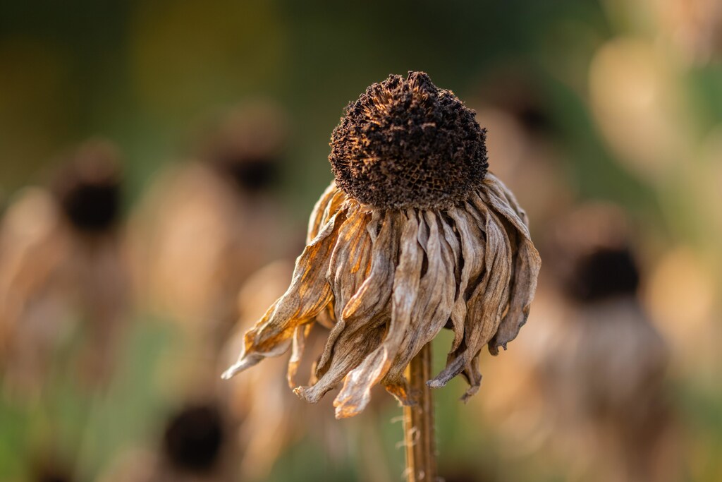 Extreme heatwaves affect human health, animal health, ecosystems and food security.