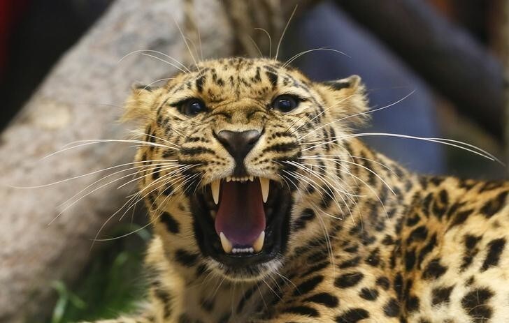 Dora, a 3 year-old female Amur leopard born in the zoo of Tallinn and then transported to Krasnoyarsk, growls inside an enclosure at the Royev Ruchey zoo in the Siberian city of Krasnoyarsk, Russia July 14, 2017. Picture taken July 14, 2017. REUTERS/Ilya Naymushin