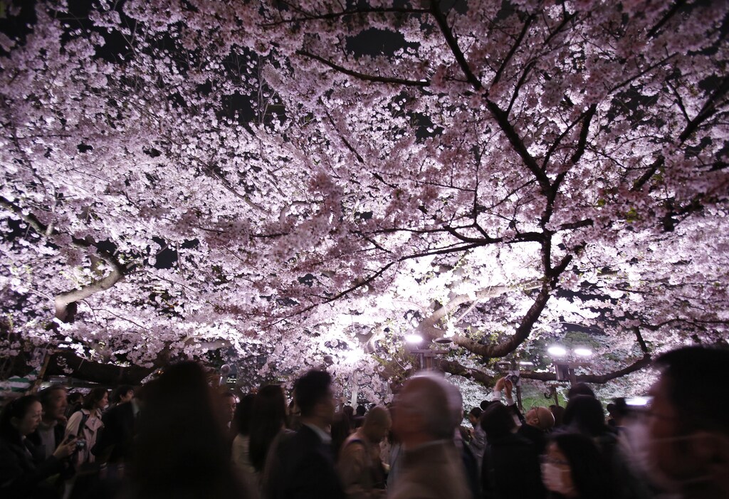Visitors walk under illuminated cherry blossoms in full bloom along the Chidorigafuchi Moat in Tokyo, Japan, April 6, 2016. REUTERS/Yuya Shino - D1AESWVACTAD