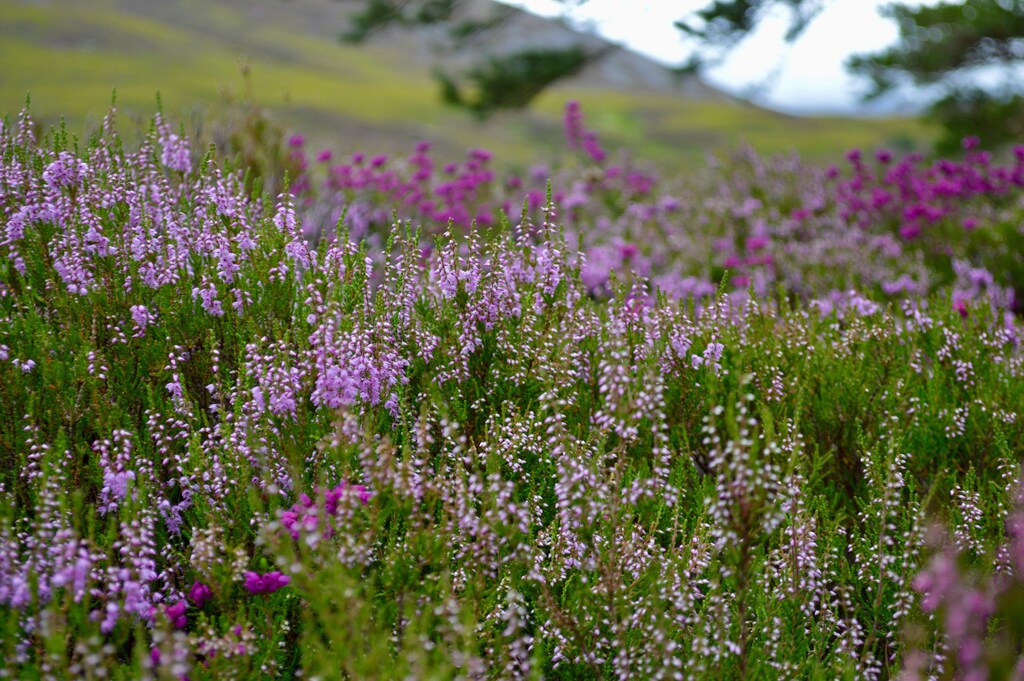 Heather in the Scottish Highlands, where rewilding is encouraging nature recovery