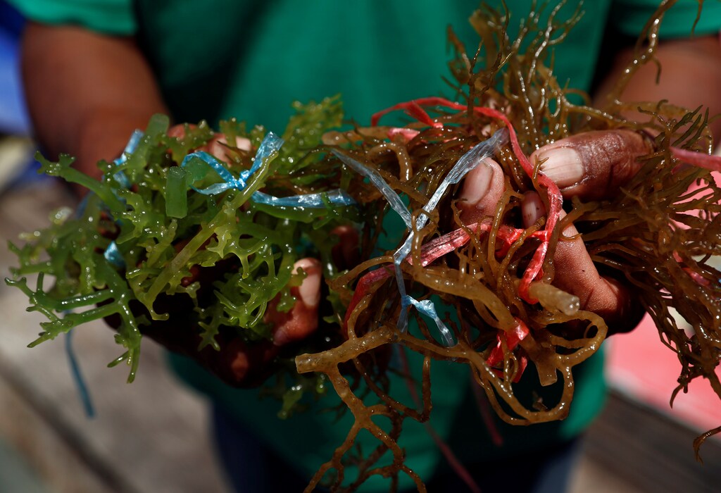a seaweed farmer holds up seaweed