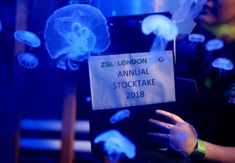 Jellyfish are counted during the Annual Stocktake at ZSL London Zoo in London, Britain February 7, 2018.