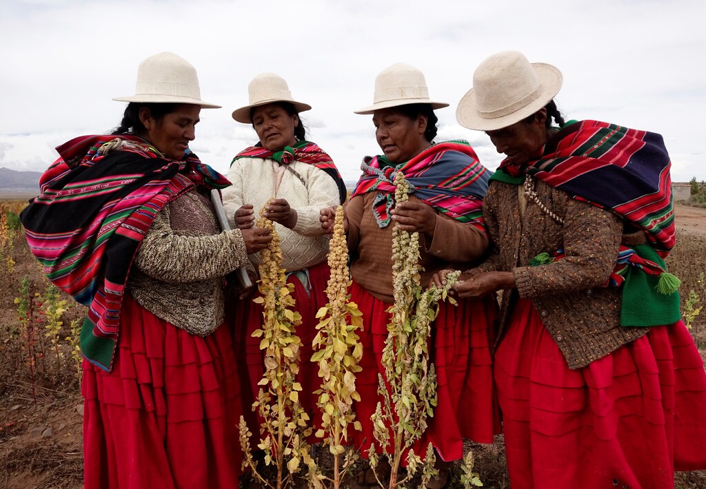 Aymara women inspect quinoa plants as part of the sweet quinoa promotion at the Canaviri district in La Paz Department, Bolivia, April 22, 2017. REUTERS/David Mercado - RTS13HCA