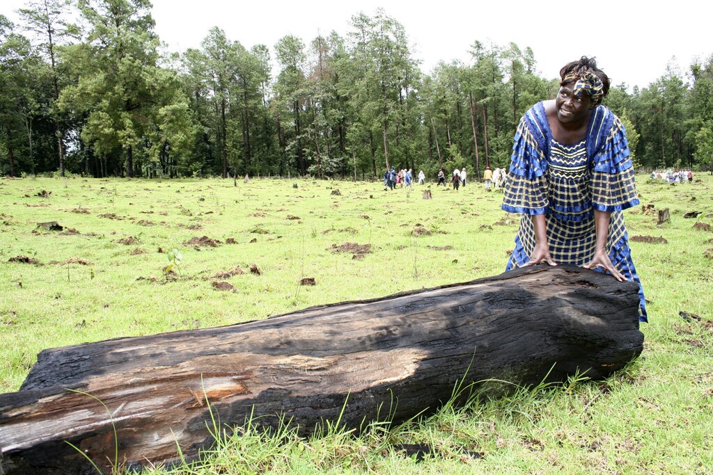 Nobel prize winner Wangari Maathai, who is also Kenya's Assistant Minister for Environment, touches a tree stump cut by illegal loggers during a ceremony to plant trees in Sabatia forest Koibatek, in Eldama Ravine, November 23, 2006. Some 3,000 seedlings were planted by 150 volunteers from Japan, in a tree planting event as part of the one billion tree planting campaign in support of the Green Belt Movement lead by Wangari Maathai. REUTERS/Antony Gitonga (KENYA) - GM1DTZVRNEAA