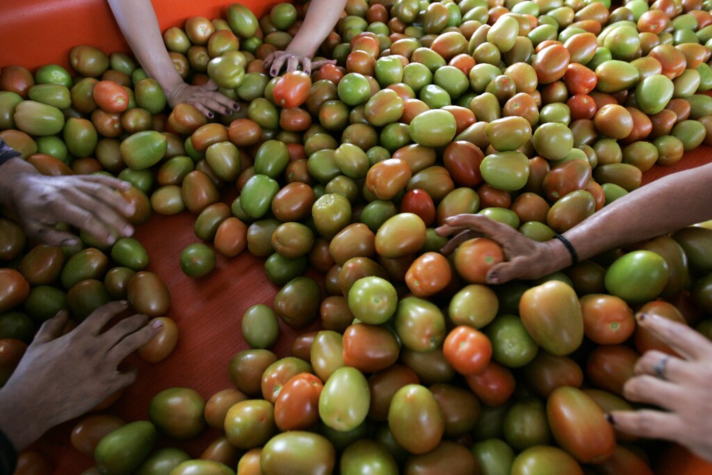 Workers sort tomatoes at the "Las Gemelas" ranch in Zacoalco de Torres in Jalisco state February 4, 2013. The U.S. government and Mexican tomato growers reached a tentative agreement on Saturday that reduces the threat of a costly trade war stemming from a U.S. decision last year to pull out of a 1996 bilateral tomato trade pact. The draft agreement substantially raises the minimum "reference" price at which Mexican tomatoes can be sold in the U.S. and accounts for changes that have occurred in the tomato market since the original agreement, U.S. Commerce Under Secretary for International Trade Francisco Sanchez said in a statement. Picture taken February 4, 2013. REUTERS/Alejandro Acosta (MEXICO - Tags: AGRICULTURE BUSINESS POLITICS) - RTR3DDUC