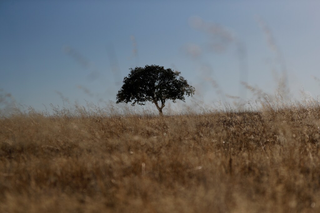 A tree stands in a field at an intensive farm near Monsaraz, Portugal, August 8, 2018. REUTERS/Rafael Marchante SEARCH "MARCHANTE ALQUEVA" FOR THIS STORY. SEARCH "WIDER IMAGE" FOR ALL STORIES. - RC1D14B0D010