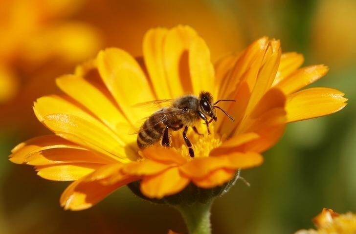 A bee is seen sitting on a Marigold flower in a field of a private plantation near the village of Pishchalovo, about 220 km (138 miles) east of Minsk in this July 18, 2011 file photogaph. Scientists have discovered ways in which even low doses of widely used pesticides can harm bumblebees and honeybees, interfering with their homing abilities and making them lose their way. REUTERS/Vasily Fedosenko/Files (BELARUS - Tags: SOCIETY AGRICULTURE BUSINESS)