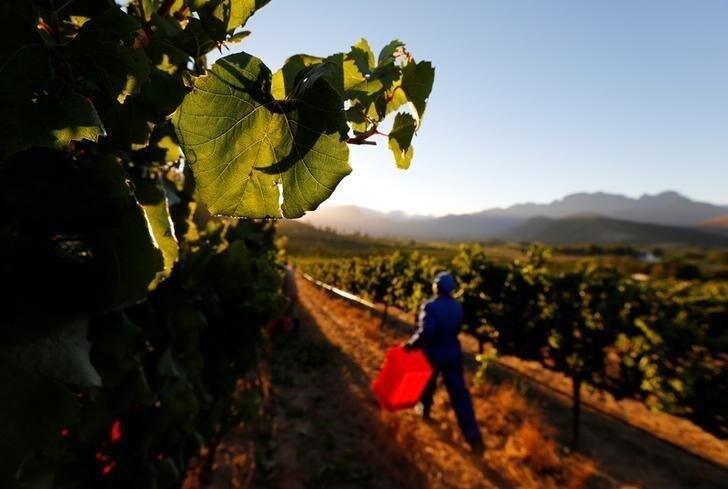 Workers harvest grapes at the La Motte wine farm in Franschhoek near Cape Town, South Africa in this picture taken January 29, 2016. REUTERS/Mike Hutchings