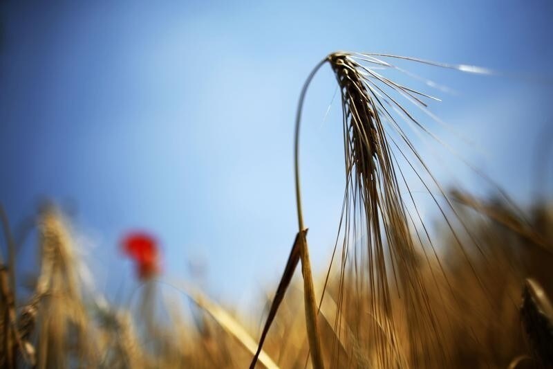 A wheat field is pictured near Bucharest June 17, 2008. Spring rains in Romania should boost its harvest this year, which could blunt the edge of rampant price growth and give its central bank some relief from tightening policy despite the global inflation threat. Picture taken June 17, 2008.