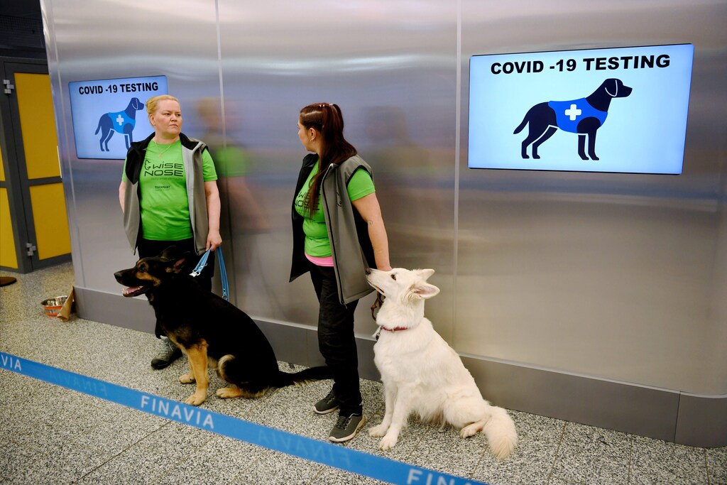 Sniffer dogs Valo (L) and E.T., who are trained to detect the coronavirus disease (COVID-19) from the arriving passengers' samples, sit next to their trainers at Helsinki Airport in Vantaa, Finland September 22, 2020. Lehtikuva/via REUTERS ATTENTION EDITORS - THIS IMAGE WAS PROVIDED BY A THIRD PARTY. NO THIRD PARTY SALES. NOT FOR USE BY REUTERS THIRD PARTY DISTRIBUTORS. FINLAND OUT. NO COMMERCIAL OR EDITORIAL SALES IN FINLAND. - RC2N3J9LOXLP