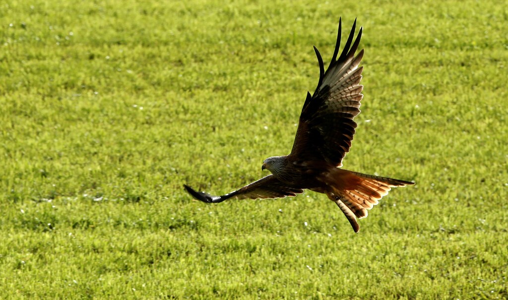 A red kite flies over a field during sunny autumn weather near Huettwilen, Switzerland October 30, 2017. REUTERS/Arnd Wiegmann - RC16EF411AE0