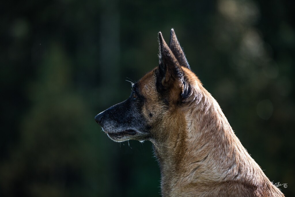 Belgian Malinois