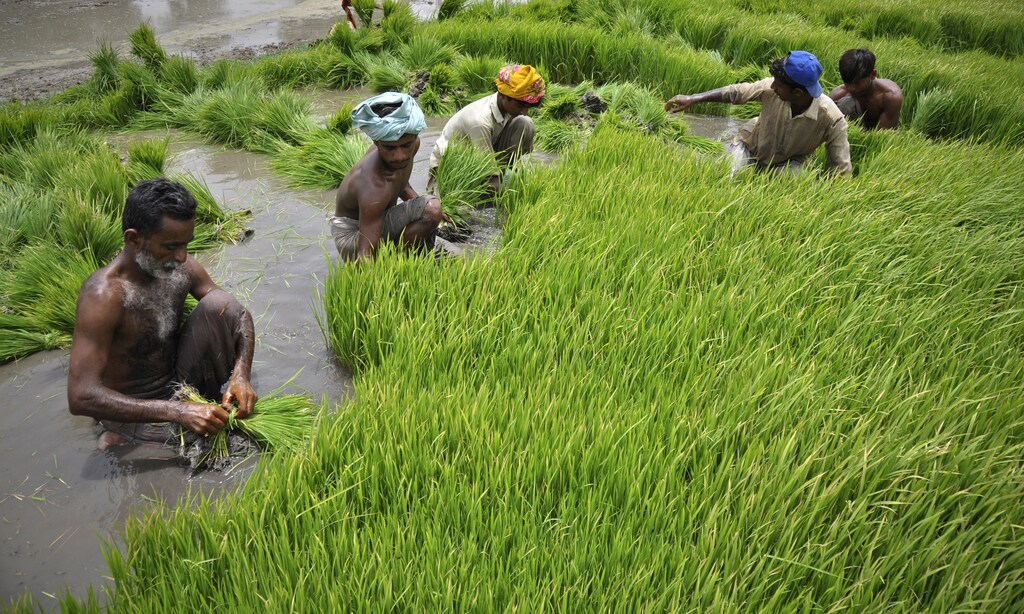 Men plant in a field in Larkana, located in Pakistan's Sindh province