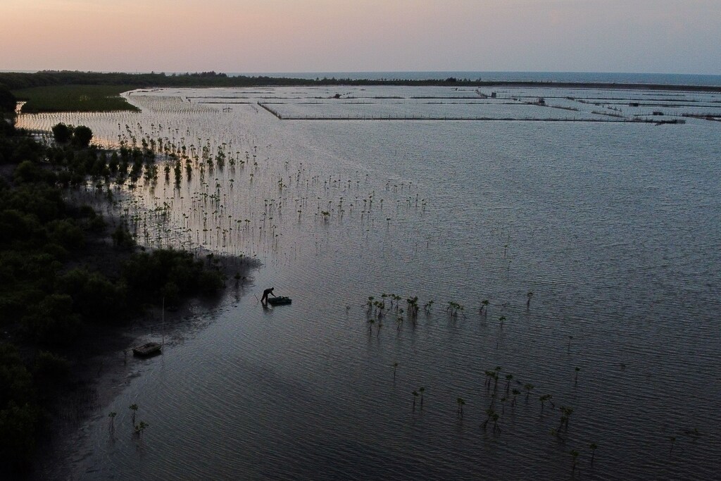 A local pond farmer is seen among the newly planted mangrove trees at Tiris beach during sunset in Pabeanilir village, Indramayu regency, West Java province, Indonesia, March 11, 2021. Picture taken with a drone, March 11, 2021. REUTERS/Willy Kurniawan - RC2DPM924HPI