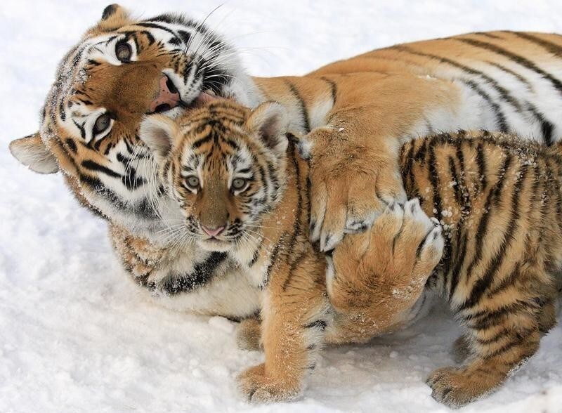 A female Amur tiger, Iris, licks her two-month old cub in a cage in the municipal zoo Royev Ruchey in Russia's Siberian city of Krasnoyarsk, December 21, 2007. A pair of Amur tigers Cedar and Iris have given birth to seven cubs in the last 3 years in the zoo. REUTERS/Ilya Naymushin (RUSSIA) - RTX4XKE