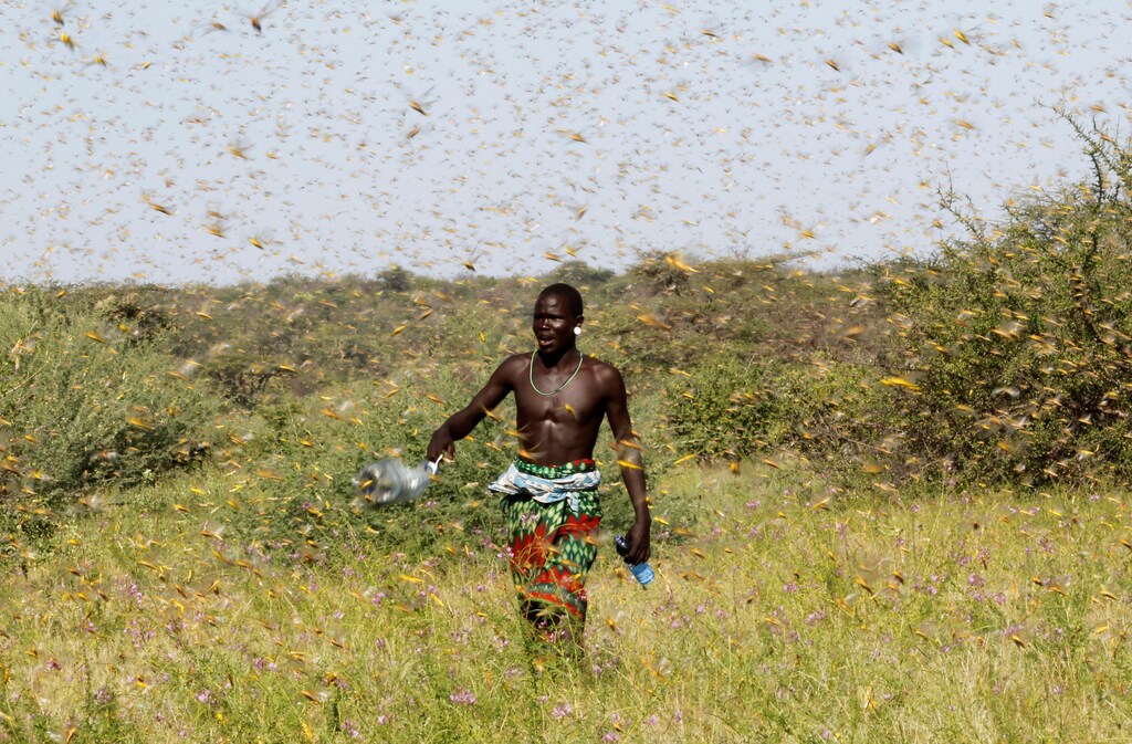 A Samburu man attempts to fend-off a swarm of desert locusts flying over a grazing land in Lemasulani village, Samburu County, Kenya January 17, 2020. REUTERS/Njeri Mwangi - RC2LHE98PLHN
