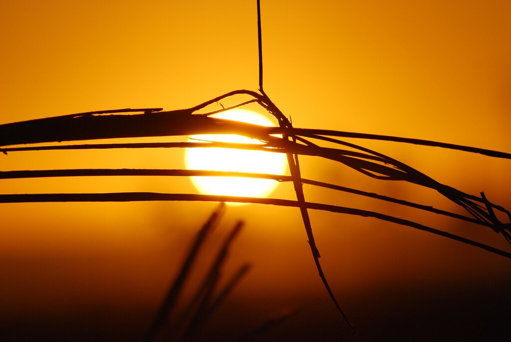 Concurrent heat waves are becoming more common as global temperatures rise.