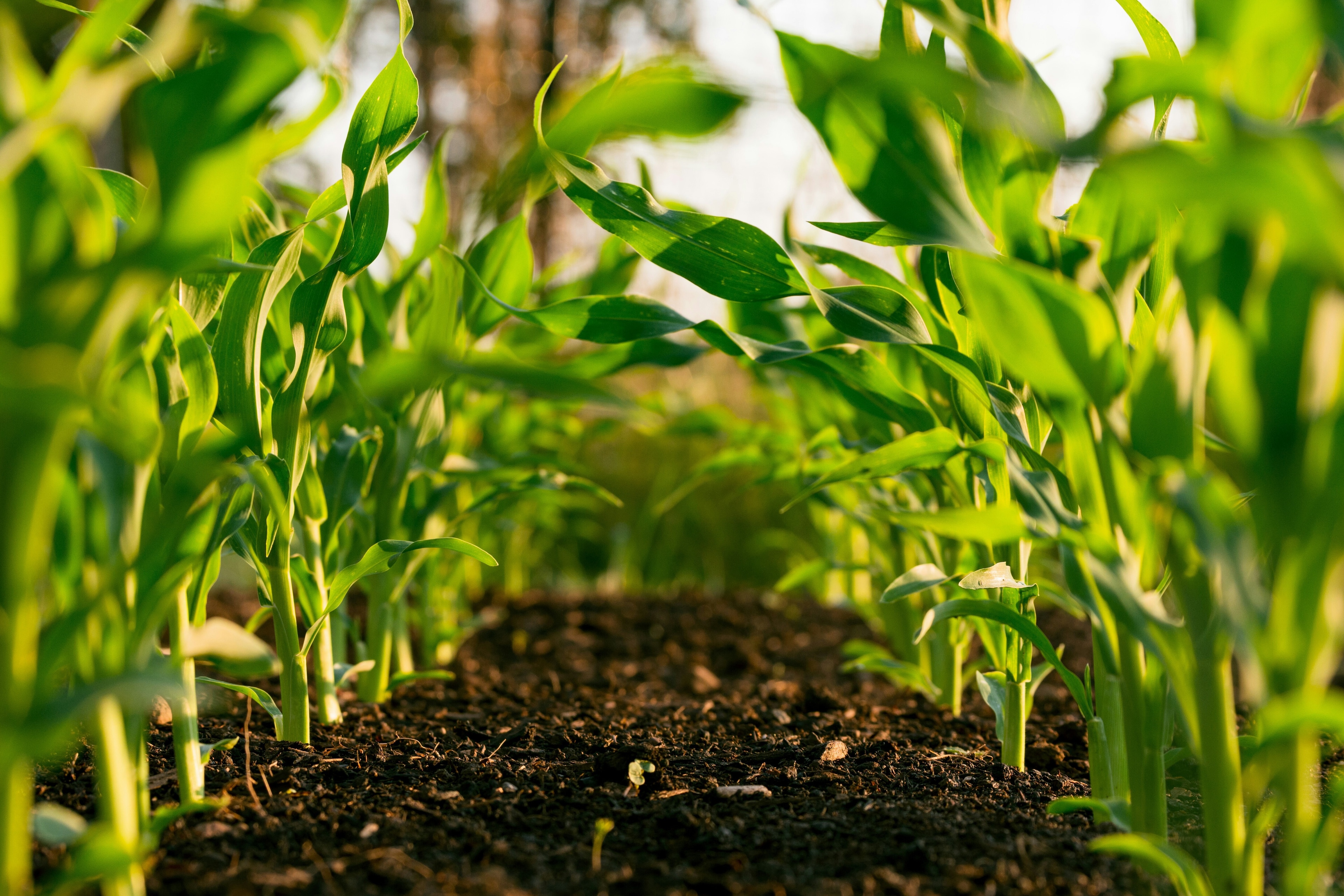 A close up ground view of crops: Smallholder farmers produce one-third of the world’s food but face challenges they can't solve alone.