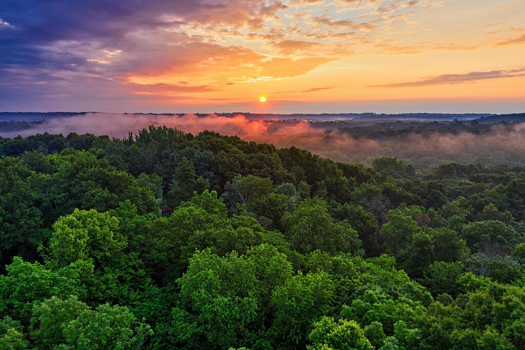 An aerial view of a rainforest.