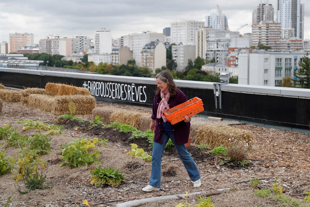 Post office employee harvest vegetables on a 900 square meters farm garden on the rooftop of their postal sorting center, as part of a project by Facteur Graine (Seed Postman) association to transform a city rooftop as a vegetable garden to grow fruits, vegetables, aromatic and medicinal plants, with also chickens and bees in Paris, France, September 22, 2017. The slogan reads " To make dreams grow". Picture taken September 22, 2017. REUTERS/Charles Platiau - RC179539E190