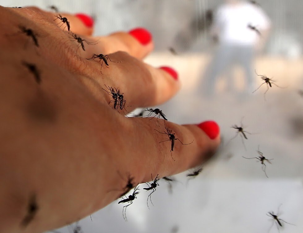 A biologist puts her hand in a box with male genetically modified Aedes aegypti mosquitoes at an educational exhibition by British biotechnology company Oxitec in Piracicaba March 5, 2015. Oxitec said its laboratory created the genetically modified male Aedes aegypti mosquitoes, which are set to be released in Sao Paulo in April. A specially-made gene in the male mosquitoes seeks to reduce to number of Aedes aegypti mosquitoes by killing their offspring after mating with wild female mosquitoes. Brazil already has more than 100 000 cases of people with dengue in 2015, according to the City Department of Health. REUTERS/Paulo Whitaker (BRAZIL - Tags: SOCIETY CRIME LAW) - RTR4S764