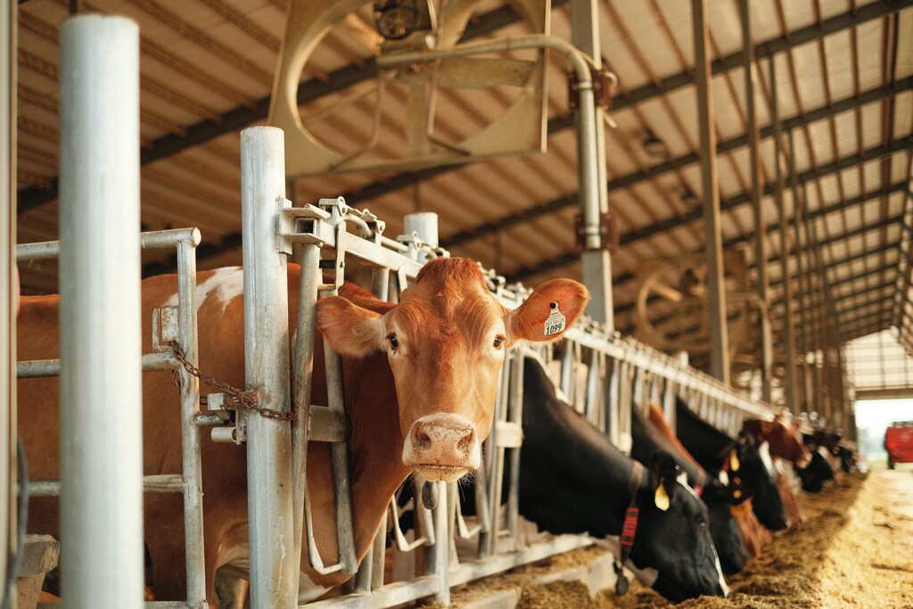 Satellites have detected methane emissions from belching cows at a California feedlot.