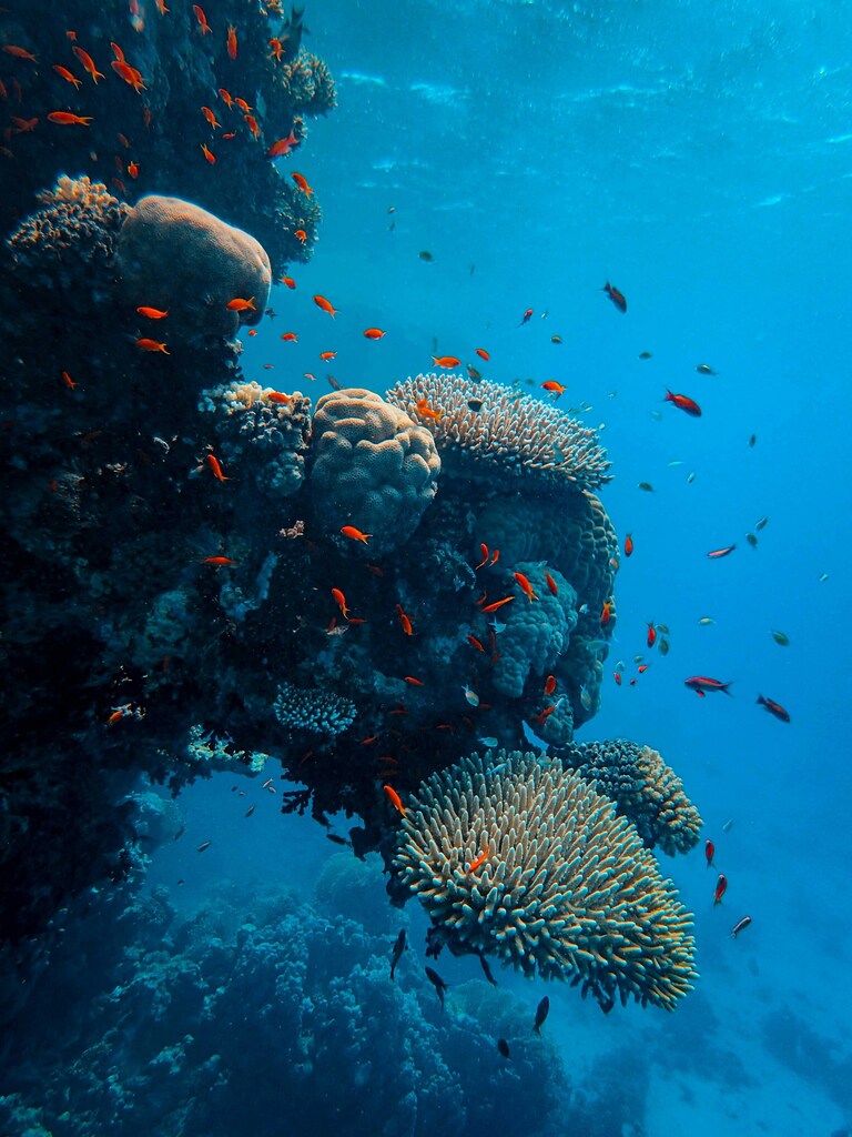 Underwater image of coral reef visited by red fish used for article on ocean health.