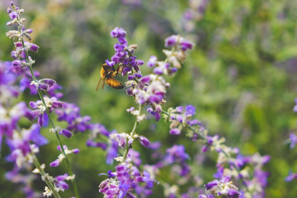 Abeja amarilla sobre una flor silvestre púrpura. El Marco Mundial de la Biodiversidad establece objetivos ambiciosos y las empresas desempeñan un papel clave.