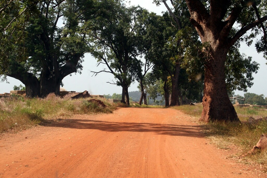 image of some trees in Burkina Faso