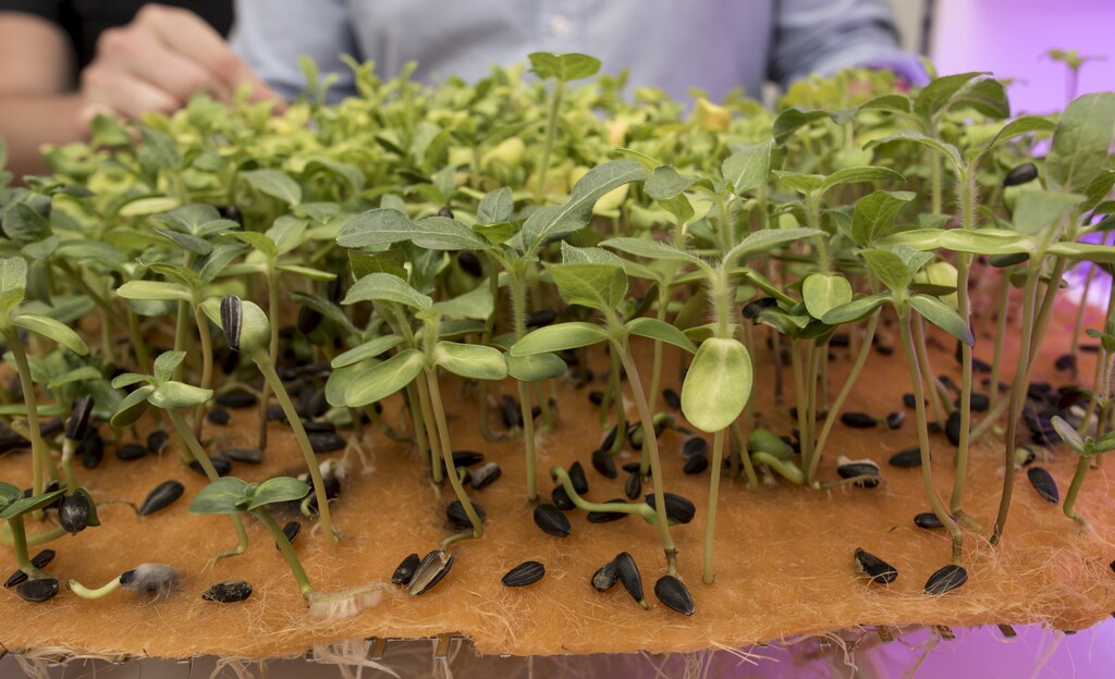 Different vegetables growing in an automated greenhouse prototype by Agrilution are seen in Munich, Germany, August 28, 2015. The Munich start-up Agrilution developed an automated greenhouse appliance known as "plantCube" with the intention of bringing the production of healthier food closer to people. The machine, which is the size of a common built-in fridge, uses special LED lamps to generate different climate situations within the unit to enable the cultivation of a variety of vegetables. plantCube's developers say the appliance should fit in every kitchen or used in restaurants and supermarkets. REUTERS/Lukas Barth? - GF10000185596