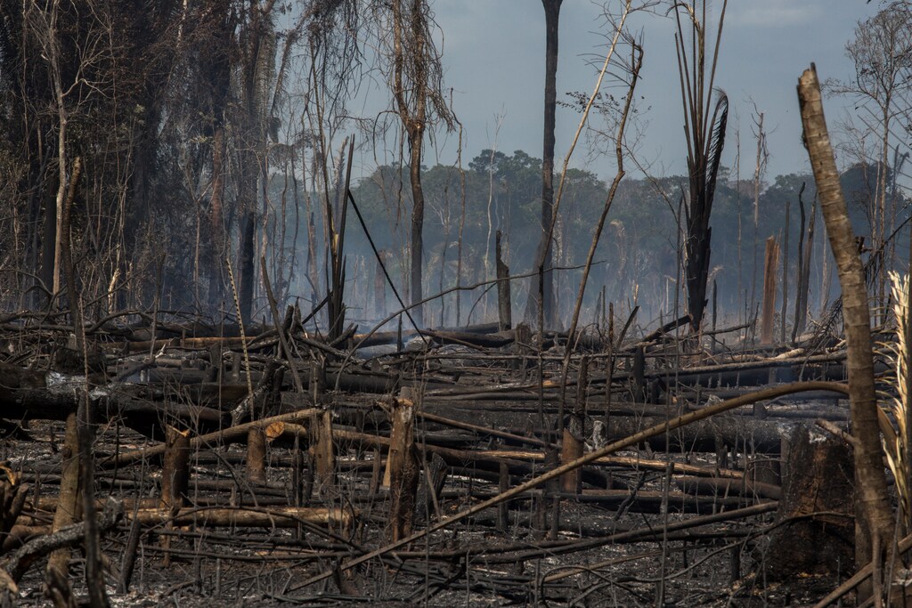 Burned for opening of soybean field in the region near Flona Tapajós. Some of the uncontrolled fires pass into an area controlled by ICMBio.