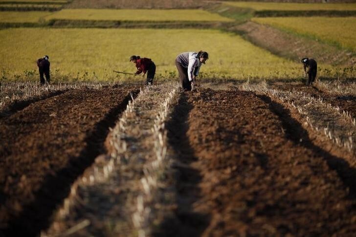 EDITORS NOTE: PICTURES TAKEN ON A GOVERNMENT CONTROLLED TOUR FOR REUTERS ALERTNET North Korean farmers work in a field of a collective farm in the area damaged by recent floods and typhoons in the South Hwanghae province September 30, 2011. In March, the World Food Programme (WFP) estimated that 6 million North Koreans needed food aid and a third of children were chronically malnourished or stunted. Rising global commodities prices, sanctions imposed for its nuclear and missile programmes, and its dysfunctional food distribution system had created a hunger crisis in the North, even before devastating summer floods and typhoons compounded the emergency. Picture taken September 30, 2011. To match Special Report KOREA-NORTH/FOOD REUTERS/Damir Sagolj (NORTH KOREA - Tags: SOCIETY POVERTY)