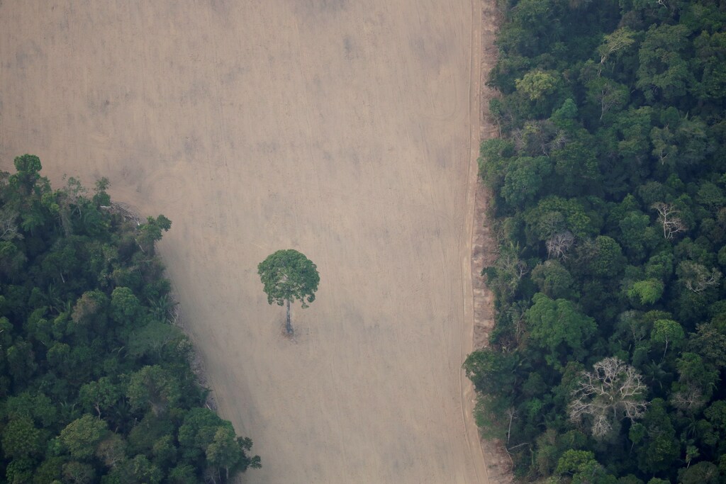 an aerial view of a deforested plot of the Amazon rainforest