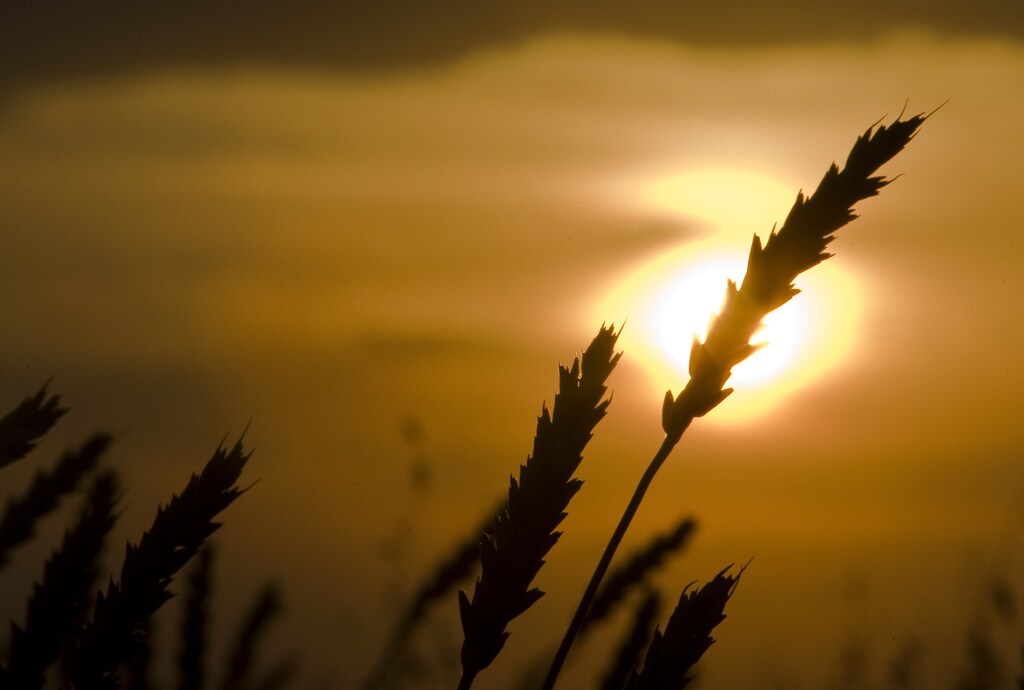 Wheat is seen during sunset at the Alibi-Ishim farm, near the village of Birlik, some 500 km (311 miles) northwest of Astana, August 26, 2010. Picture taken August 26, 2010. REUTERS/Shamil Zhumatov (KAZAKHSTAN - Tags: AGRICULTURE FOOD BUSINESS) - GM1E68R1UEG01