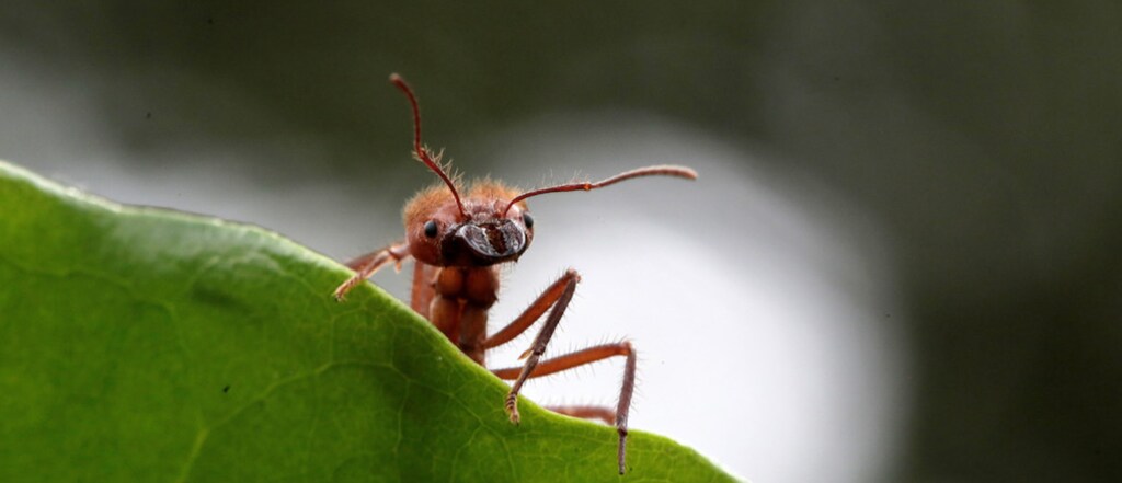 Eating insects can positively impact climate change.