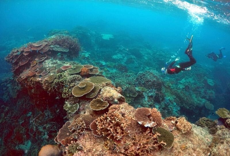 Peter Gash, owner and manager of the Lady Elliot Island Eco Resort, snorkels during an inspection of the reef's condition in an area called the 'Coral Gardens' located at Lady Elliot Island and north-east from the town of Bundaberg in Queensland, Australia, June 11, 2015. REUTERS/David Gray/File photo - D1BETGZOWZAB