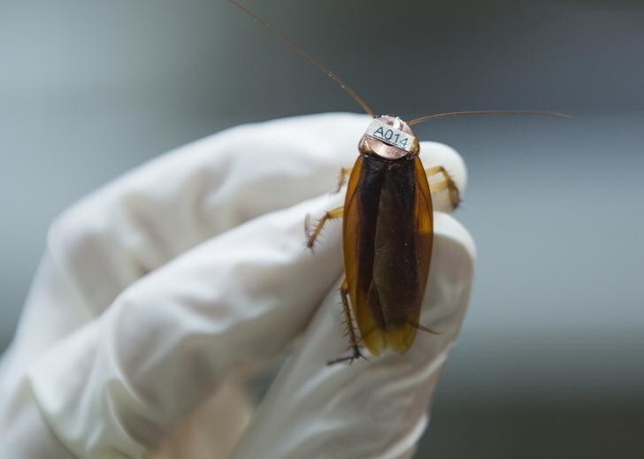 An american cockroach (Periplaneta americana), on which a radio tag is attached, is seen at the Universite libre de Bruxelles (ULB) in Brussels March 6, 2015. Isaac Planas Sitja from Spain, a researcher at the ULB conducting the experiment, said they observed "personalities" among cockroaches qualifying them in two groups: the "bold or explorers" and the "shy or cautious". During the experiment on the behaviour, analysing personality in the context of collective dynamics of these insects, cockroaches take shelter under a red plastic circle inside an arena. Observations show that "shy" individuals spent less time exploring the arena and quickly go under one of the shelters, while those classified as "bold" took more time exploring the arena. Picture taken March 6, 2015. REUTERS/Yves Herman (BELGIUM - Tags: ANIMALS SCIENCE TECHNOLOGY)