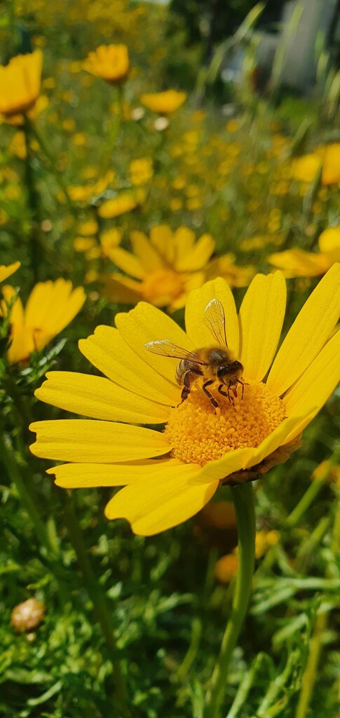 Bee on flower.